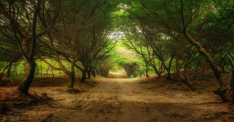 Destination Pakistan pantai cemara sewu