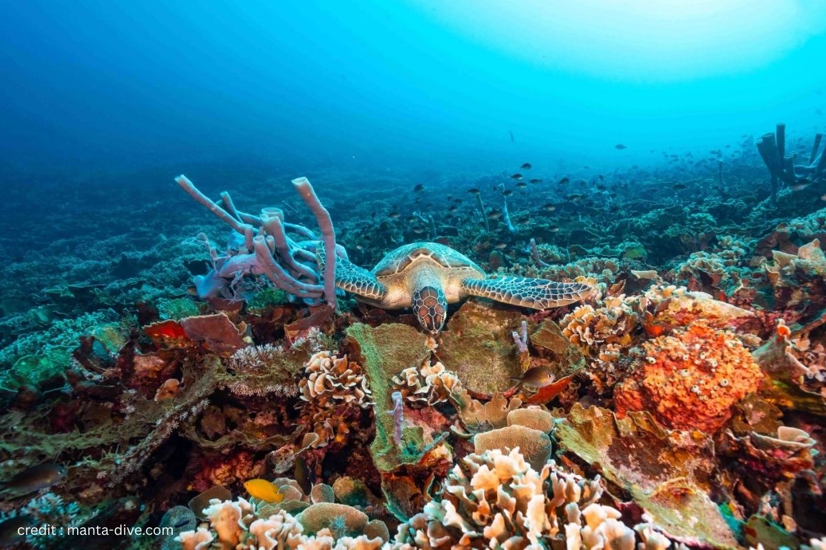 Turtle Heaven Gili Trawangan