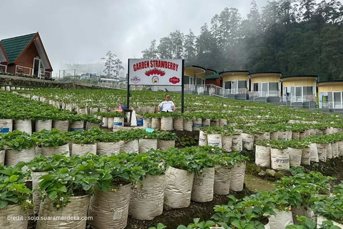 Kebun Stroberi Karanganyar