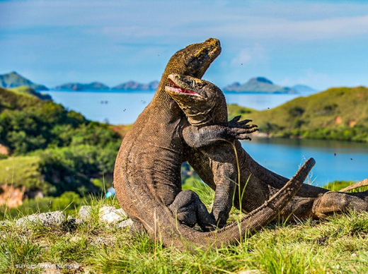 taman nasional komodo