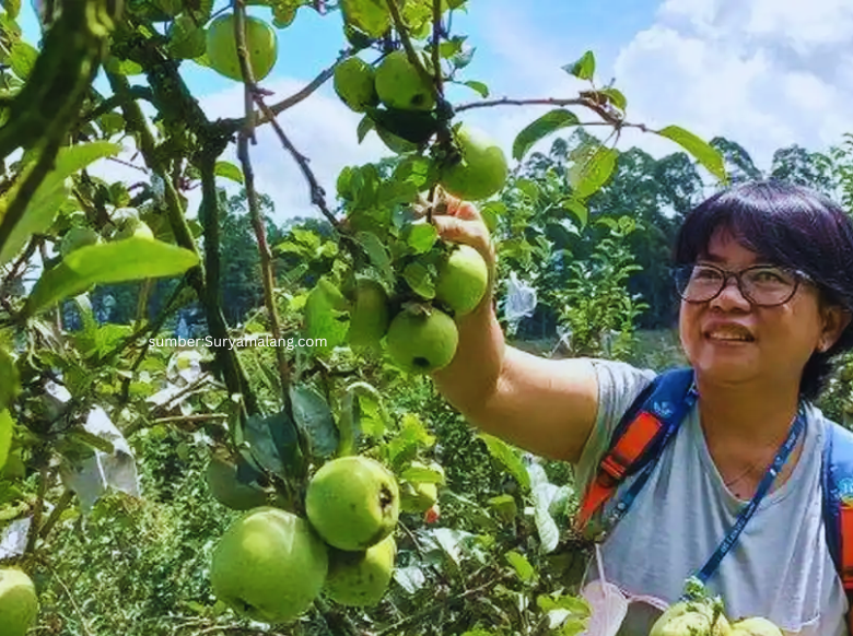 wisata petik apel malang