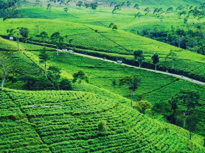 kebun teh kemuning