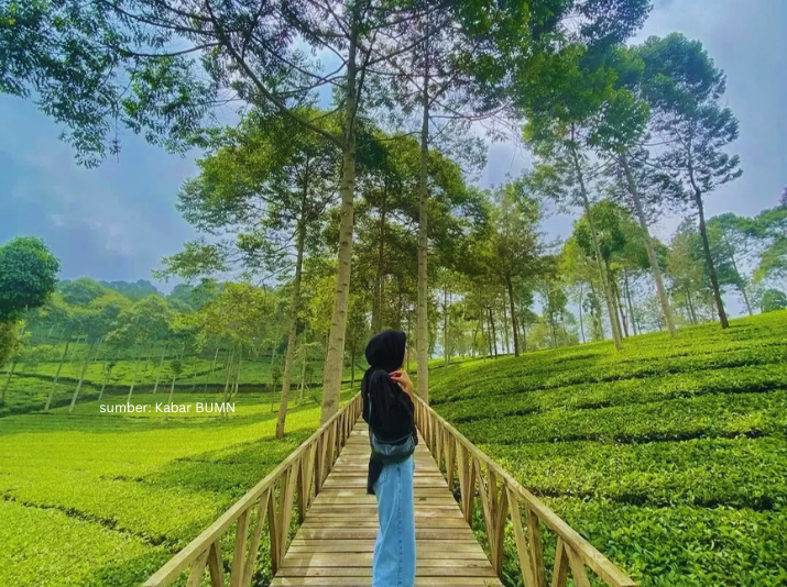 kebun teh panama dieng