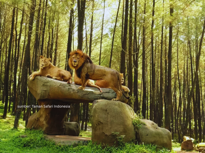 taman safari bogor